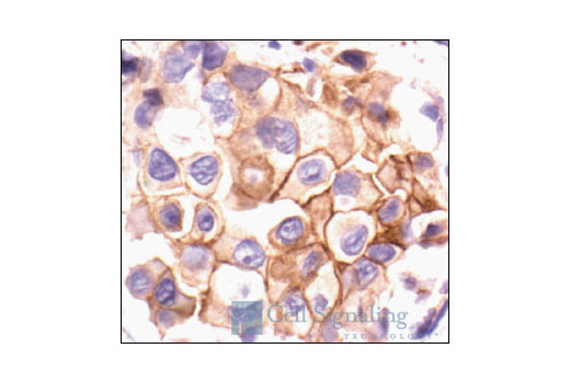 Immunohistochemistry Image 1: Phospho-Src (Tyr527) Antibody