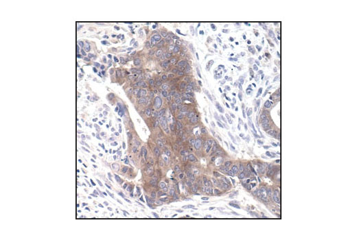 Immunohistochemistry Image 1: Src (36D10) Rabbit mAb