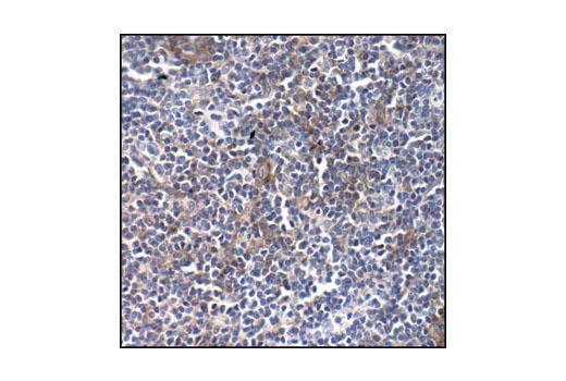 Immunohistochemistry Image 2: Src (36D10) Rabbit mAb