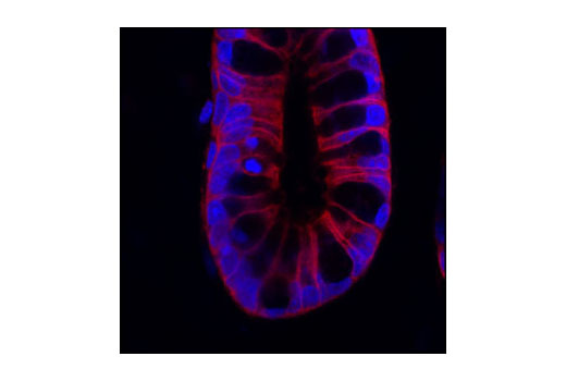 Immunofluorescence Image 1: Src (36D10) Rabbit mAb (BSA and Azide Free)