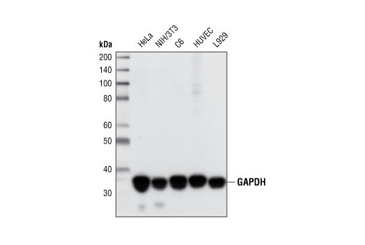 Western Blotting Image 1: GAPDH (14C10) Rabbit mAb (BSA and Azide Free)