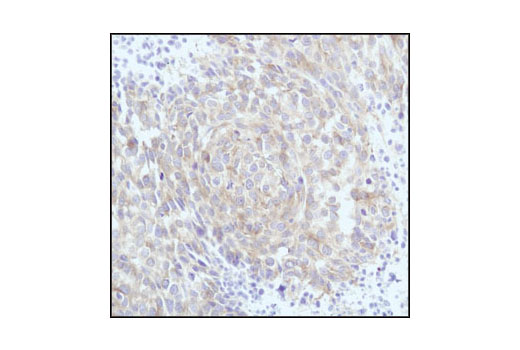 Immunohistochemistry Image 3: β-Tubulin (9F3) Rabbit mAb