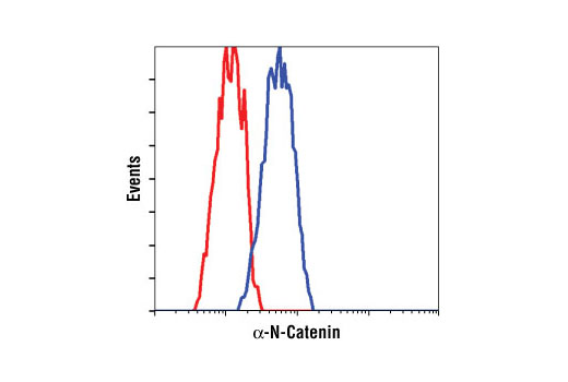 Flow Cytometry Image 1: α-N-Catenin Antibody