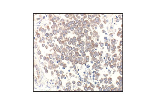 Immunohistochemistry Image 3: α-Tubulin Antibody