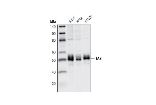 Western Blotting Image 1: TAZ Antibody