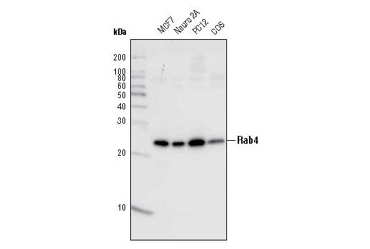 Western Blotting Image 1: Rab4 Antibody