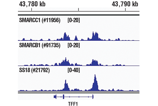 Chromatin Immunoprecipitation Image 1: SS18 (D6I4Z) Rabbit mAb
