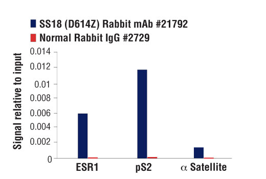 Chromatin Immunoprecipitation Image 3: SS18 (D6I4Z) Rabbit mAb