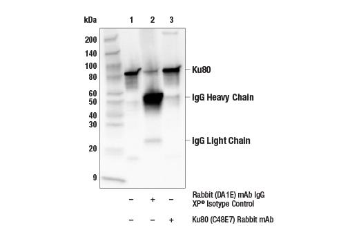 Immunoprecipitation Image 1: Ku80 (C48E7) Rabbit mAb
