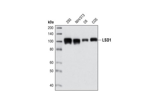  Image 5: Nucleus and Nuclear Envelope-Associated Marker Proteins Antibody Sampler Kit