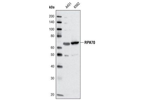  Image 1: DNA Replication Antibody Sampler Kit