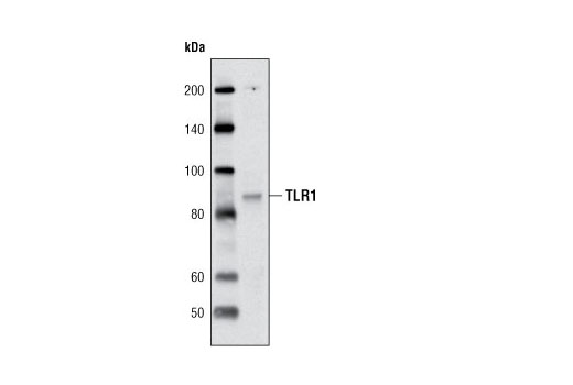 Western Blotting Image 2: Toll-like Receptor 1 Antibody