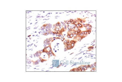 Immunohistochemistry Image 3: Phospho-S6 Ribosomal Protein (Ser235/236) Antibody