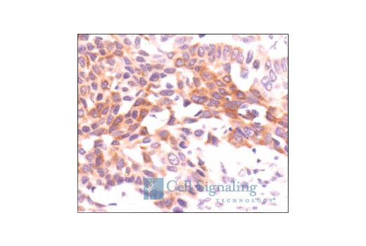 Immunohistochemistry Image 6: Phospho-S6 Ribosomal Protein (Ser235/236) Antibody