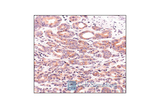 Immunohistochemistry Image 4: S6 Ribosomal Protein (5G10) Rabbit mAb (BSA and Azide Free)