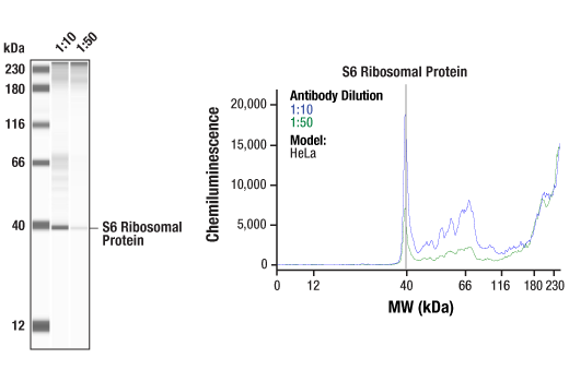 Western Blotting Image 2: S6 Ribosomal Protein (5G10) Rabbit mAb