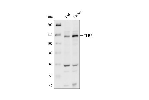 Western Blotting Image 1: Toll-like Receptor 9 Antibody