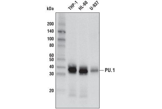 Western Blotting Image 1: PU.1 Antibody