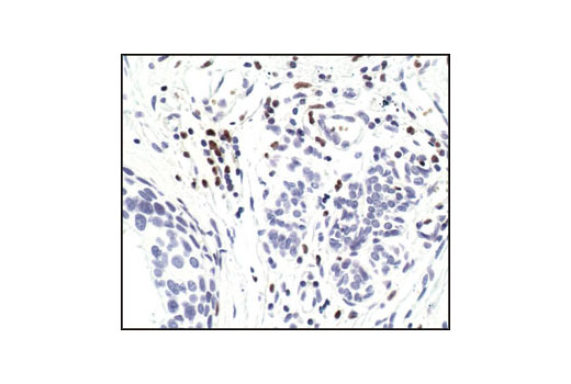 Immunohistochemistry Image 1: PU.1 Antibody