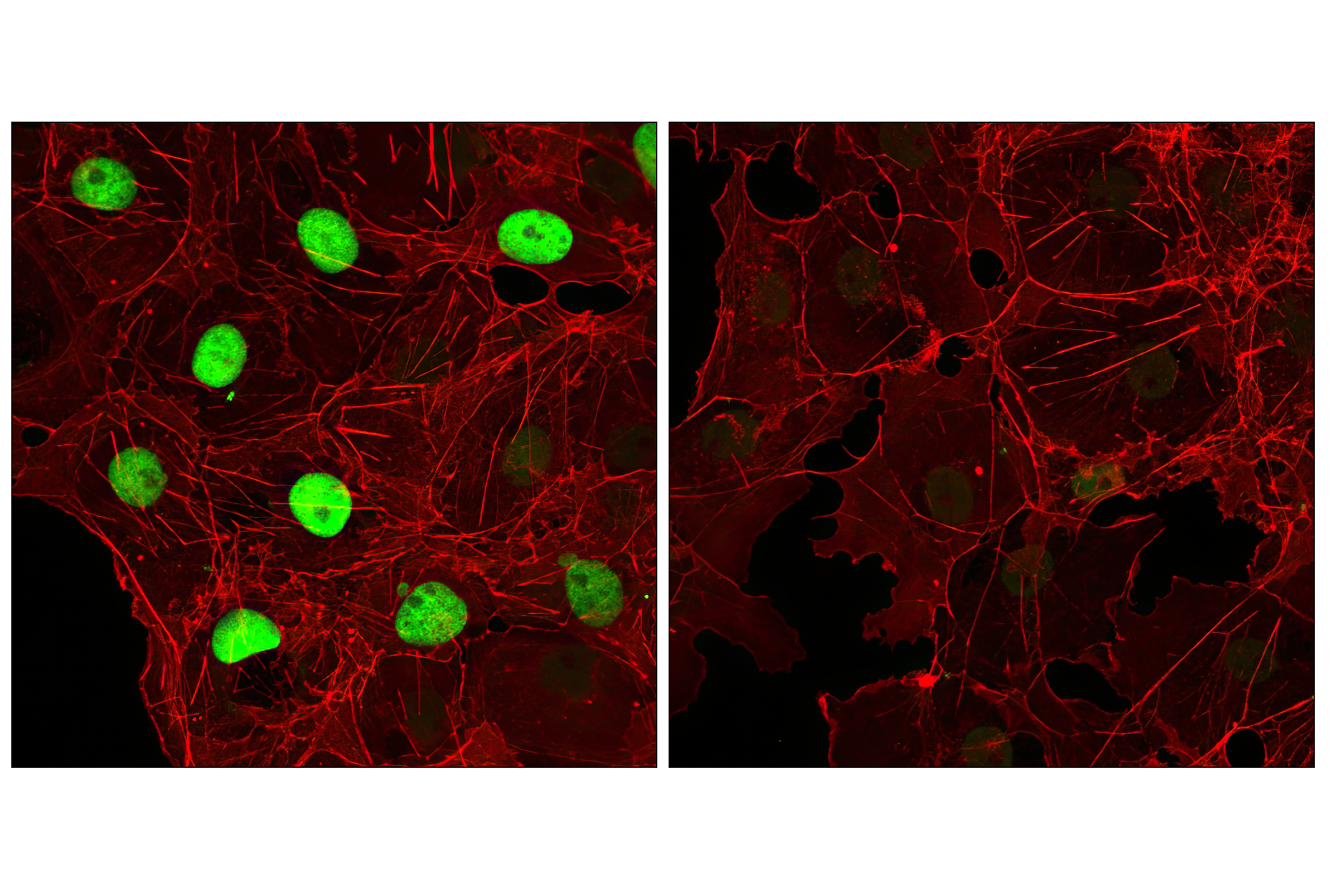 Immunofluorescence Image 1: Myc-Tag Antibody