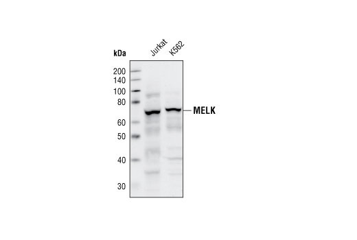 Western Blotting Image 1: MELK Antibody