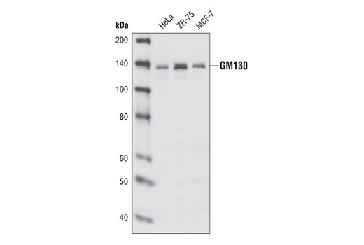 Western Blotting Image 1: GM130 Antibody