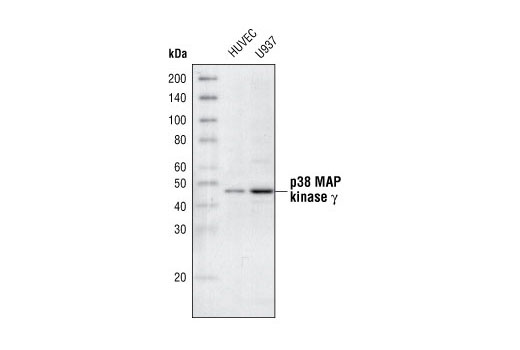 Western Blotting Image 2: p38γ MAPK Antibody