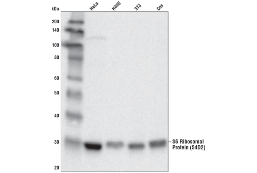 Western Blotting Image 1: S6 Ribosomal Protein (54D2) Mouse mAb