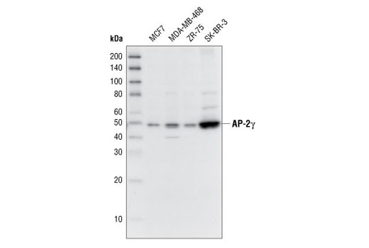 Western Blotting Image 1: AP-2γ Antibody