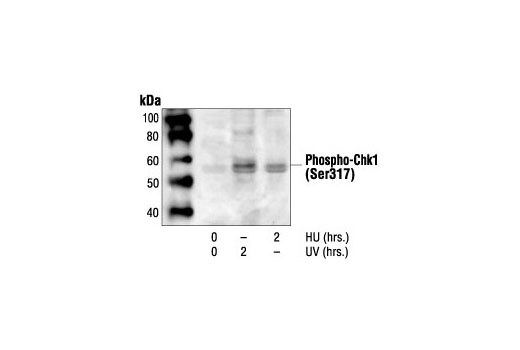 Western Blotting Image 2: Phospho-Chk1 (Ser317) Antibody