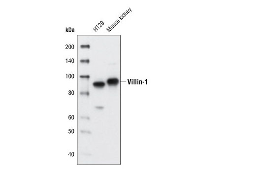 Western Blotting Image 1: Villin-1 (R814) Antibody