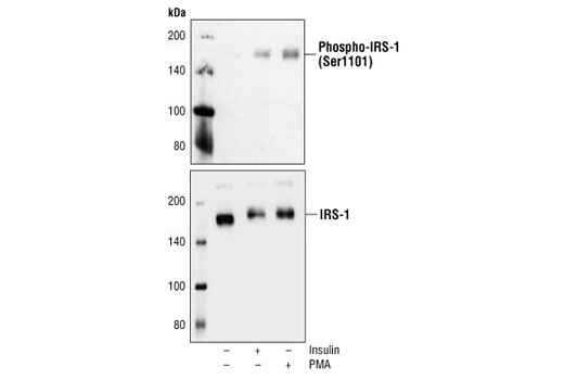 Western Blotting Image 2: Phospho-IRS-1 (Ser1101) Antibody