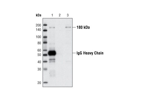 Immunoprecipitation Image 1: Phospho-IRS-1 (Ser1101) Antibody