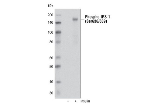 Western Blotting Image 1: Phospho-IRS-1 (Ser636/639) Antibody