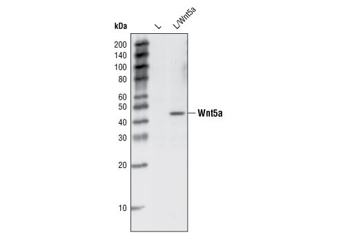 Western Blotting Image 1: Wnt5a Antibody