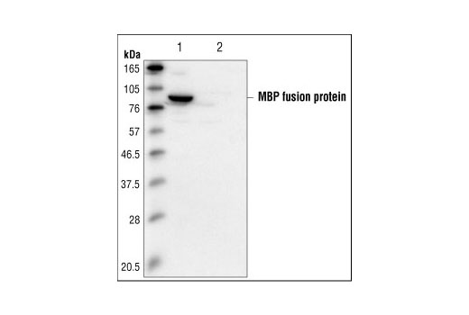 Western Blotting Image 1: MBP Tag (8G1) Mouse mAb