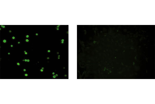 Immunofluorescence Image 1: MBP Tag (8G1) Mouse mAb