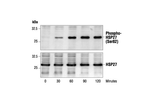 Western Blotting Image 1: Phospho-HSP27 (Ser82) Antibody
