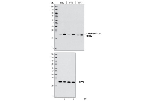 Western Blotting Image 2: Phospho-HSP27 (Ser82) Antibody