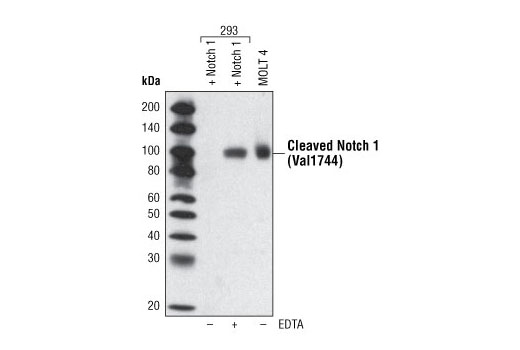 Western Blotting Image 1: Cleaved Notch1 (Val1744) Antibody