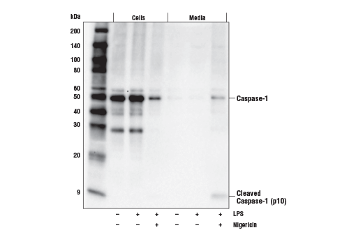  Image 12: Mouse Reactive Pyroptosis Antibody Sampler Kit