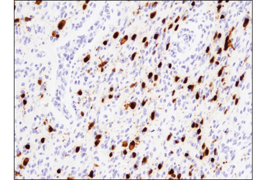 Immunohistochemistry Image 4: NeuN (D4G4O) XP® Rabbit mAb