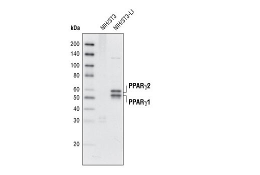 Western Blotting Image 1: PPARγ (D69) Antibody