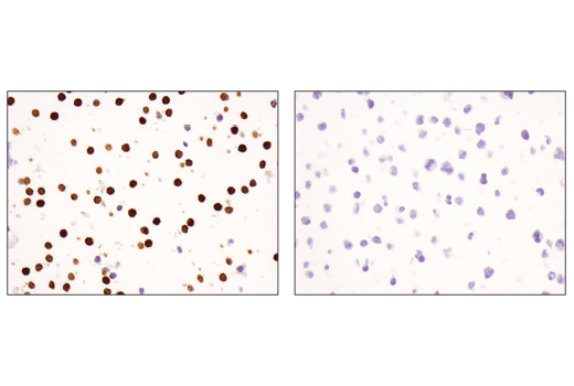 Immunohistochemistry Image 6: CD16 (D1N9L) Rabbit mAb