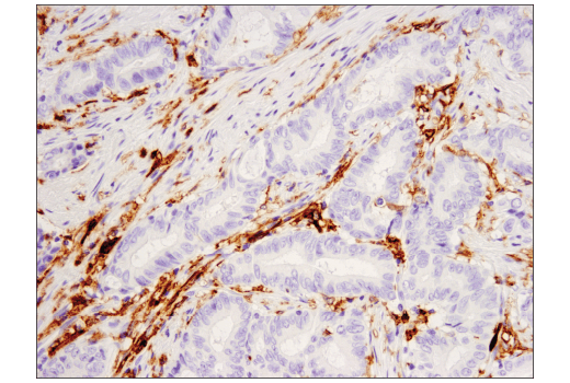 Immunohistochemistry Image 2: CD16 (D1N9L) Rabbit mAb