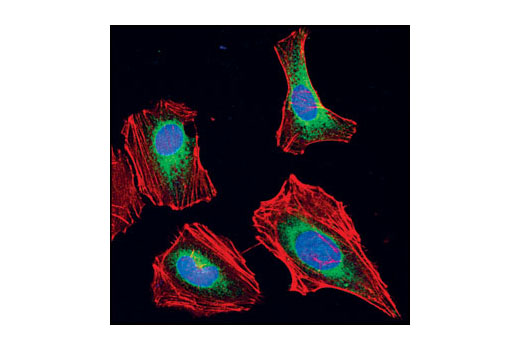 Immunofluorescence Image 1: Calnexin Antibody