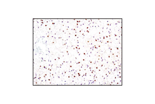 Immunohistochemistry Image 2: PPARγ (C26H12) Rabbit mAb