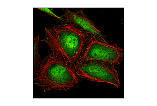 Immunofluorescence Image 1: PSMA5 (K231) Antibody