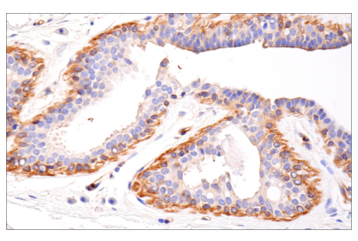 Immunohistochemistry Image 2: MYPT1 (D6C1) Rabbit mAb (BSA and Azide Free)