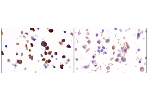 Immunohistochemistry Image 3: MYPT1 (D6C1) Rabbit mAb (BSA and Azide Free)